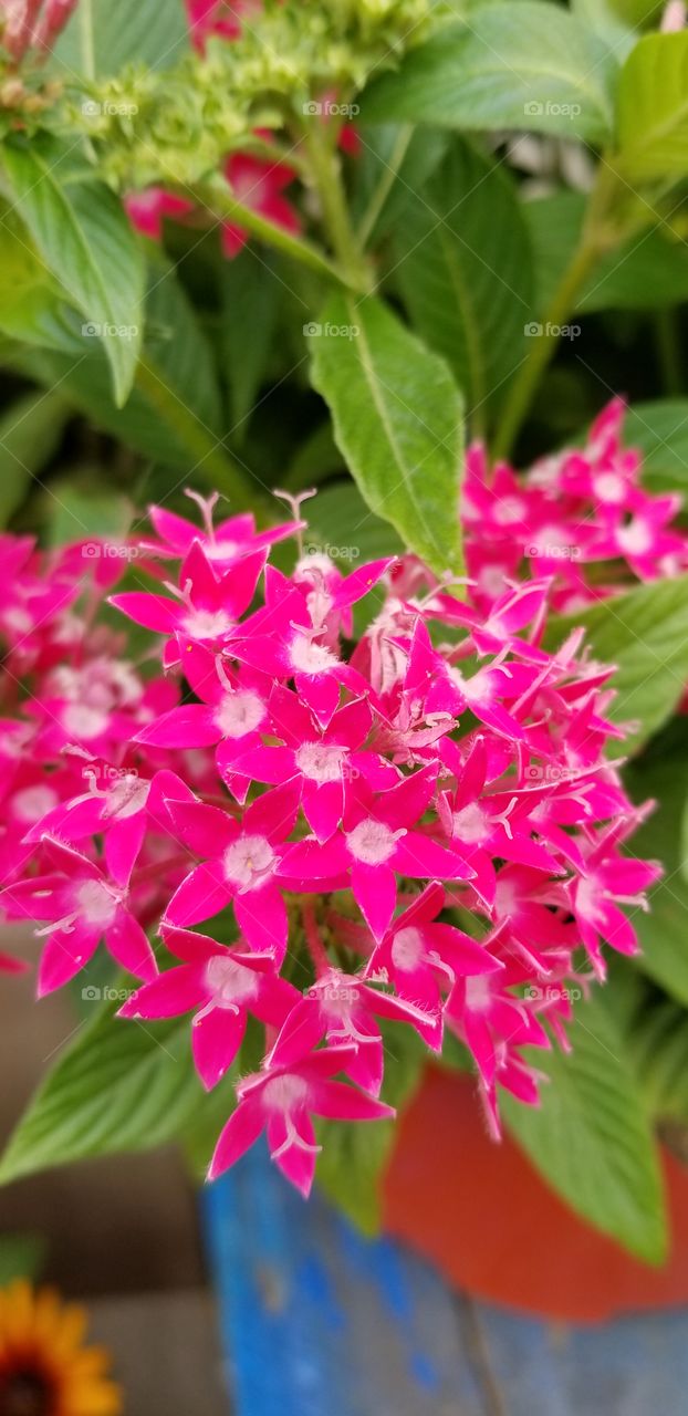 just dainty little pink flowers