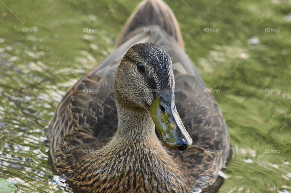 Close-up of mallard duck in lake