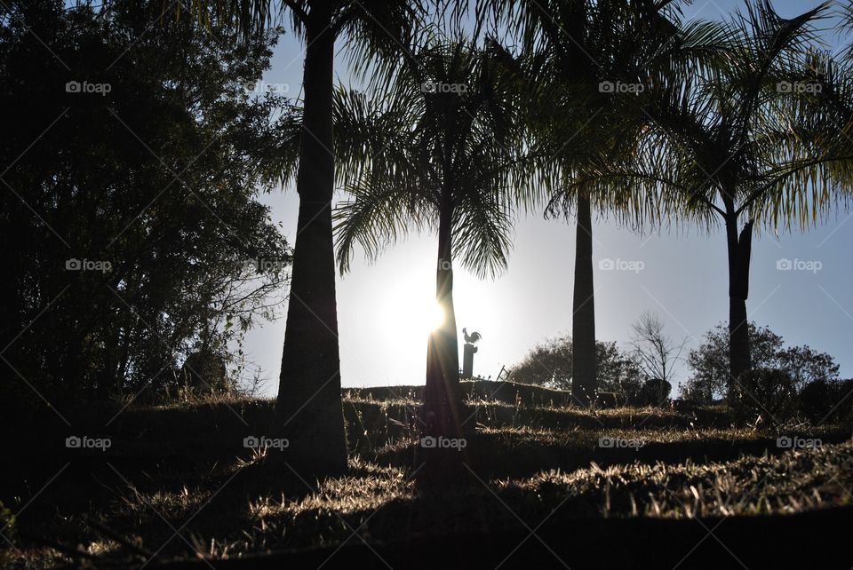 sun in the middle of the palm trees