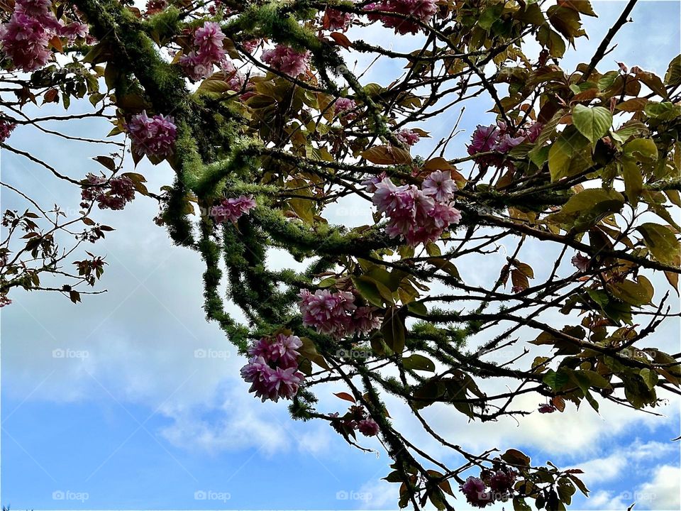 Lichen covered cherry blossom