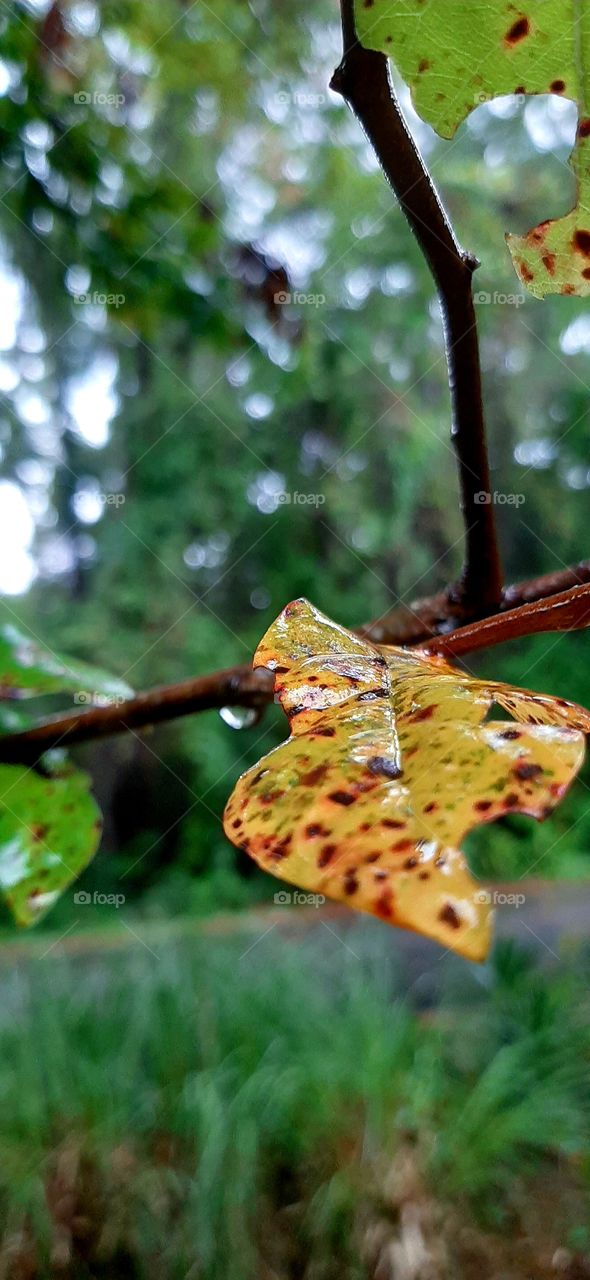 foap mission its autumn after the rain leaves of gold red brown covered in rain drops of water hang from branch