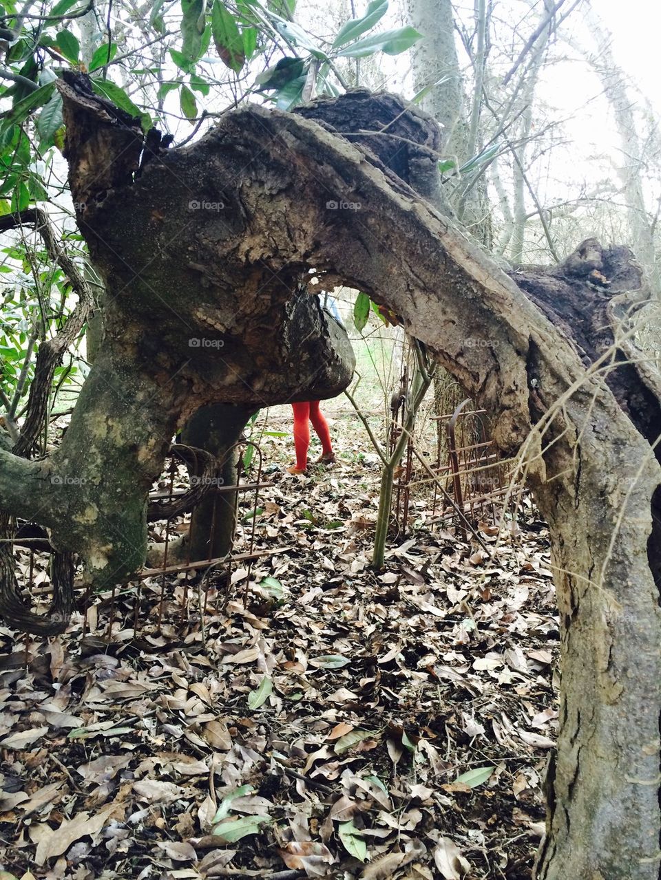 Tree arch