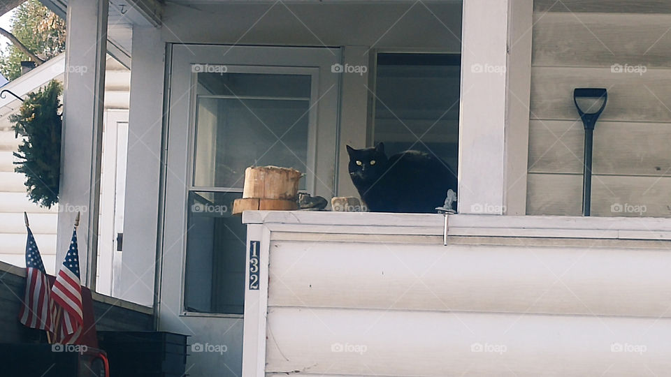 front porch cat