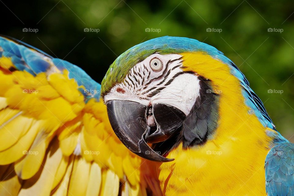 Multi-coloured parrot