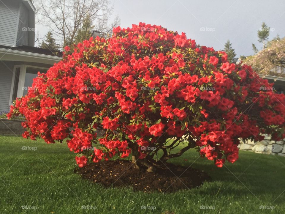 Blossoming Rhododendrons in my family’s garden on a spring day