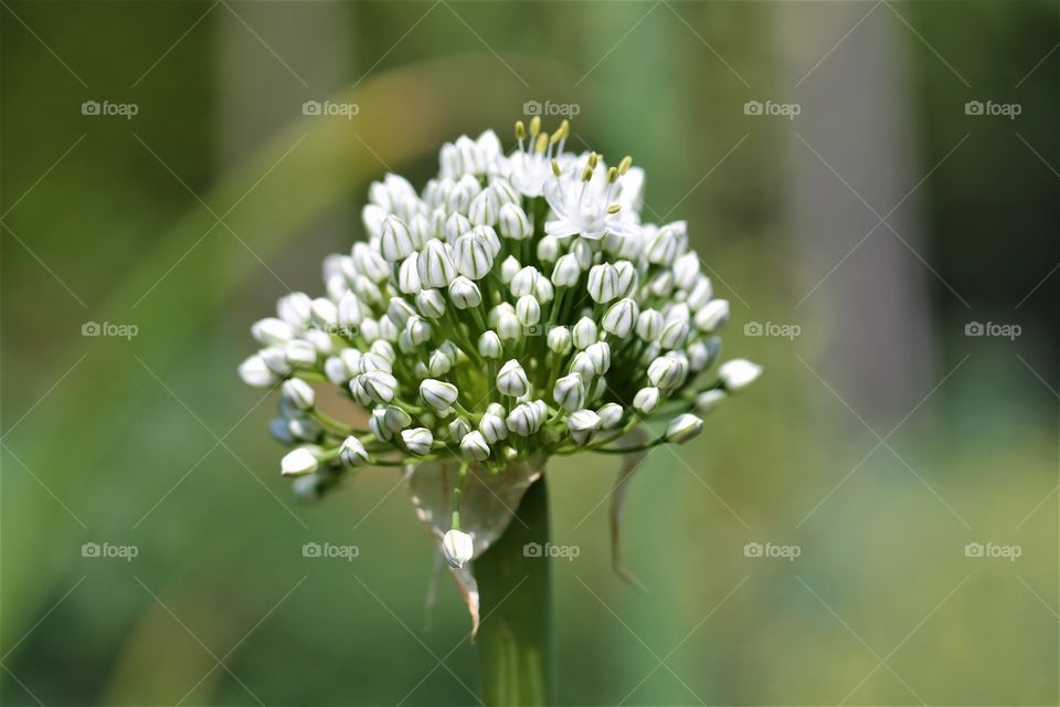 onion bloom