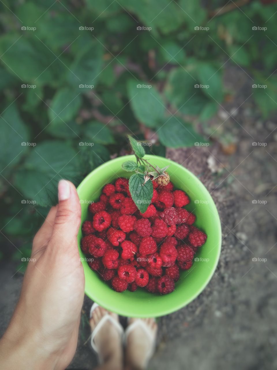 A human holding bowl of raspberry