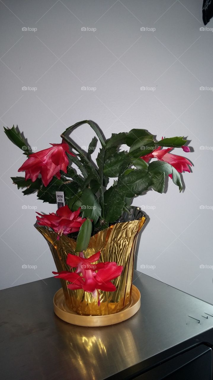 Christmas Cactus