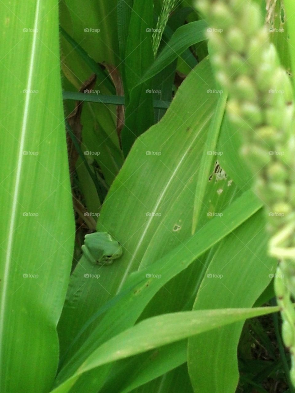 Frog in the Corn