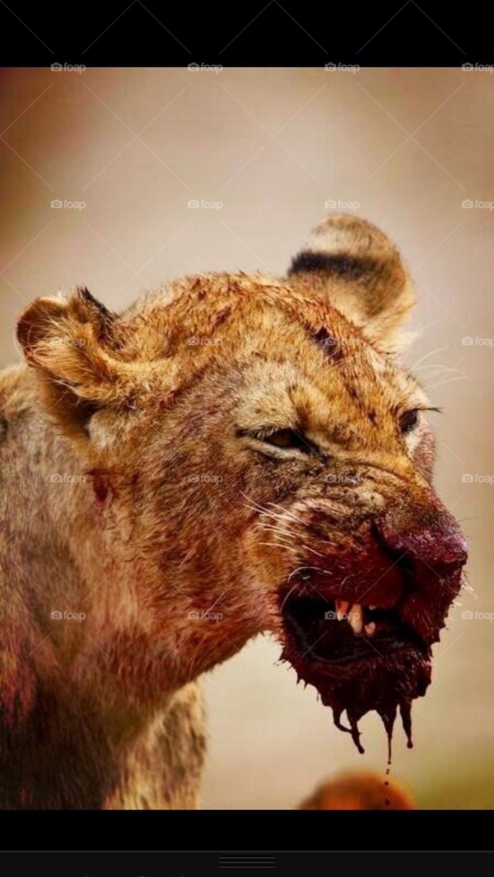 animal lion fierce by jakebauers