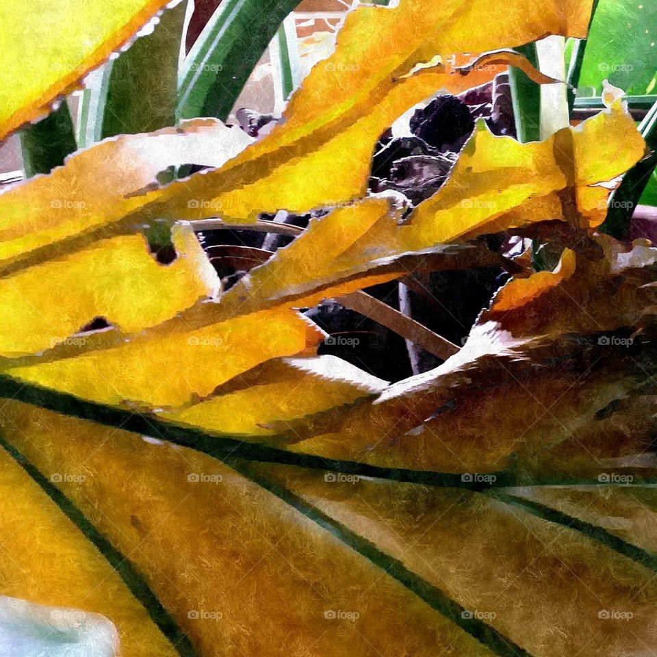 abstract of yellow leaf