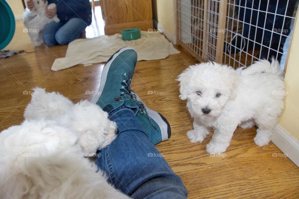 Bichon frisée puppies