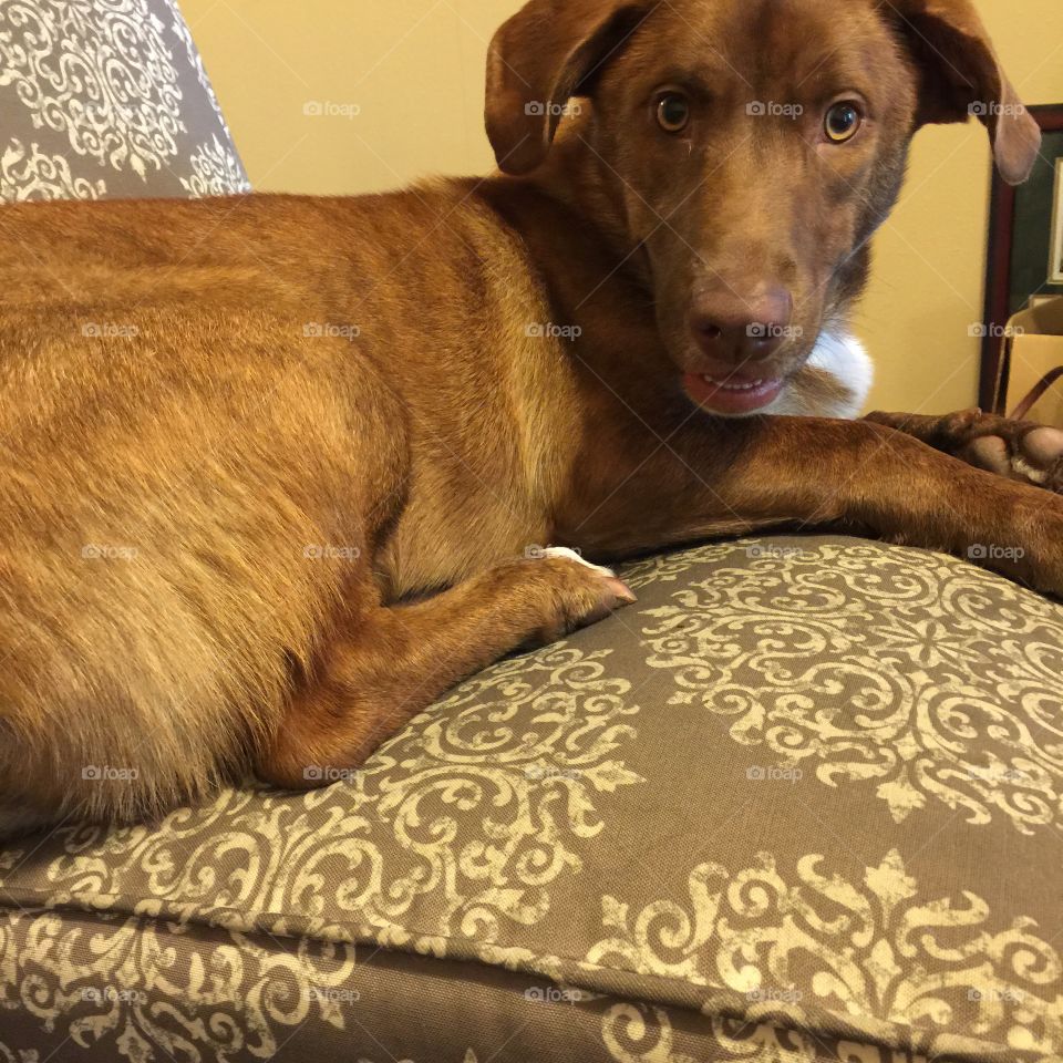 Jackson the Bassador . Jackson, a 1 yr old Bassador. A Bassador is a basset hound and Labrador retriever mixed breed. 