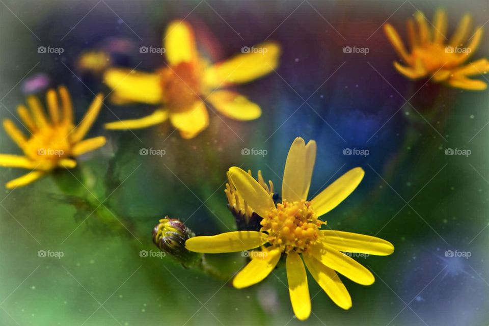 yellow flowers