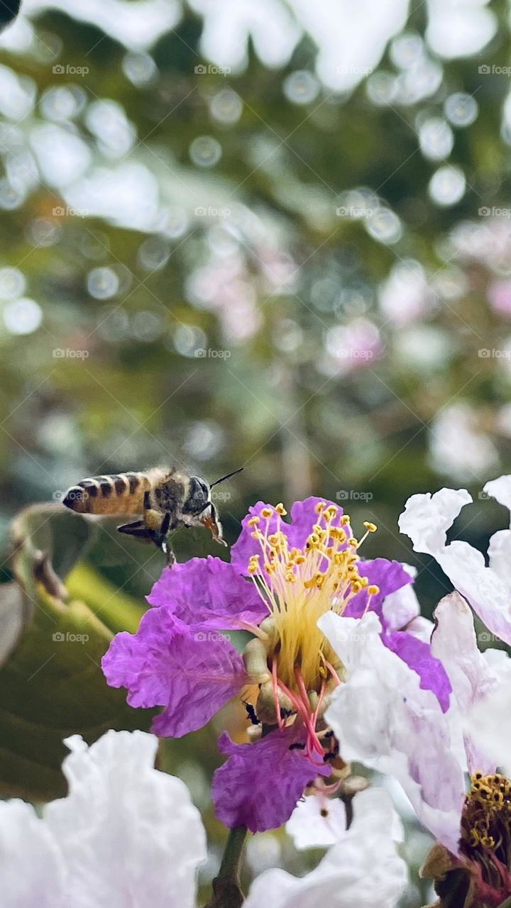 Bee