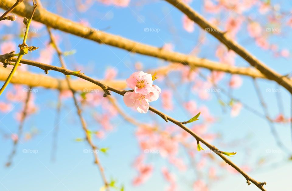 Soft and vibrant colour of peach blossom adding to the beauty of spring season