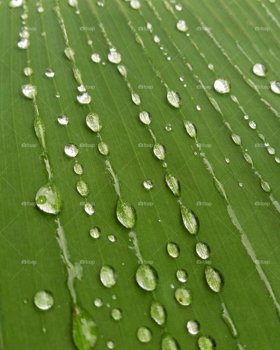 Banana leaf and water droplets on its surface.
April 15, 2021
08:44am