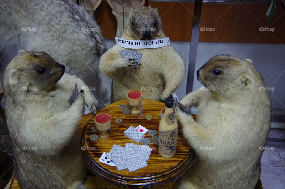 Interior.  Astana, Kazakhstan.  Three stuffed ground squirrels play cards in a store selling tourist merchandise.