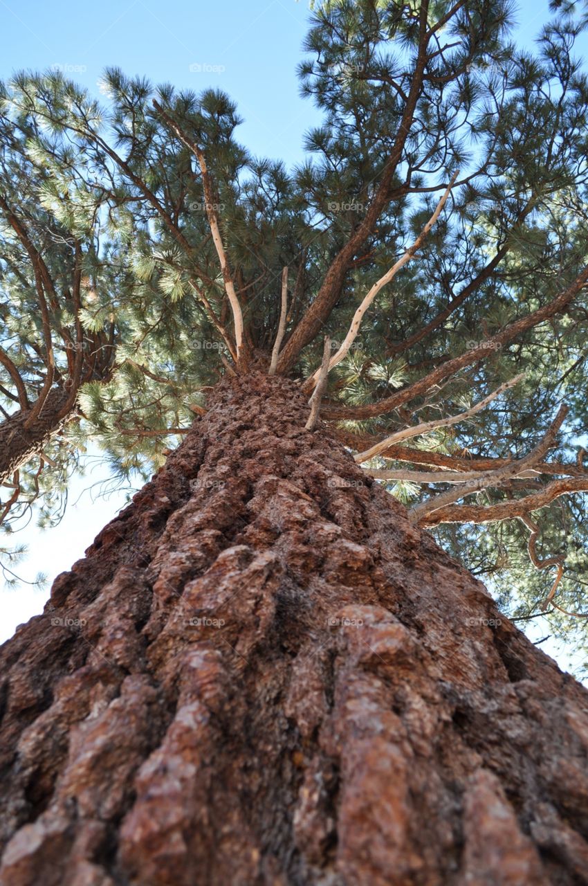 Sequoia