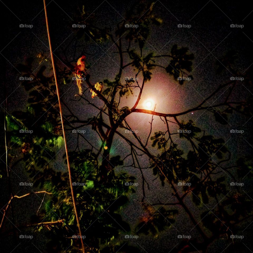 Moonlight behind the twigs and leaves