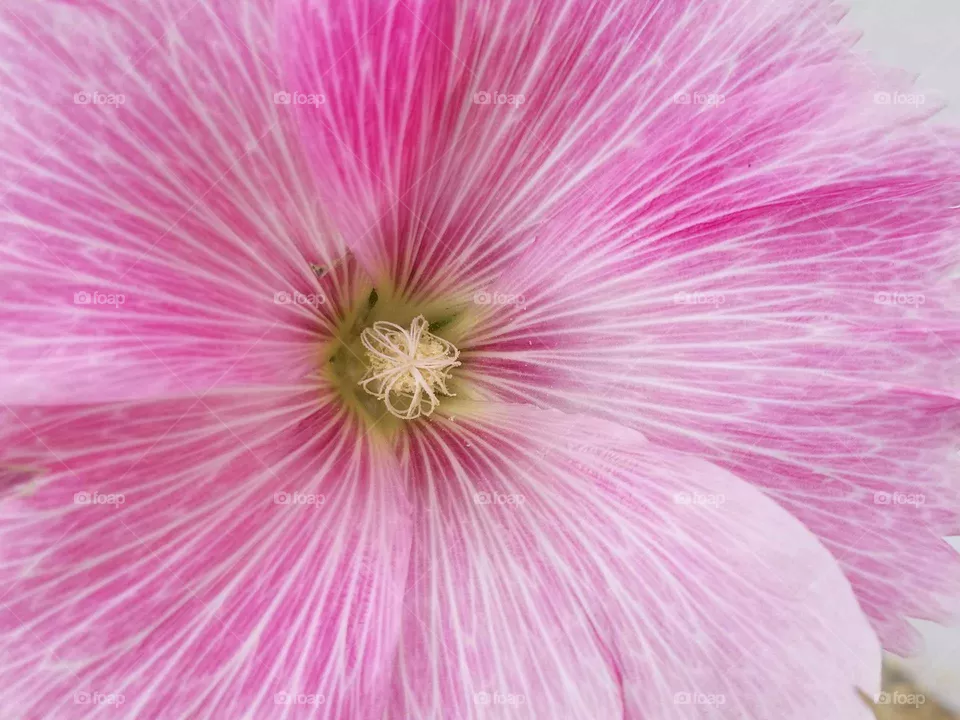 all pink