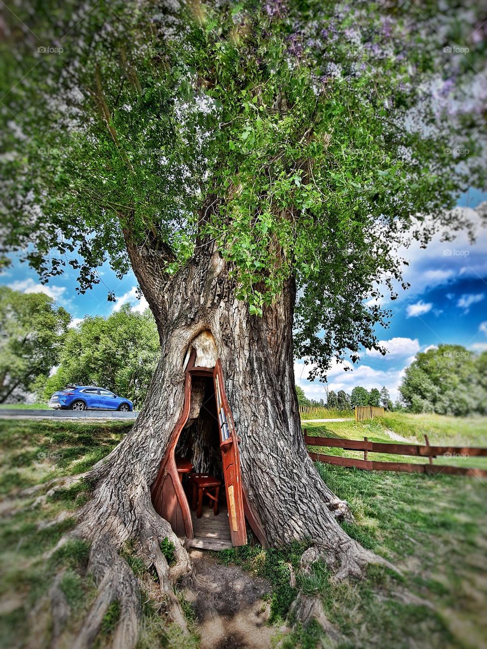 Hidden Doorway Inside an Enchanted Tree