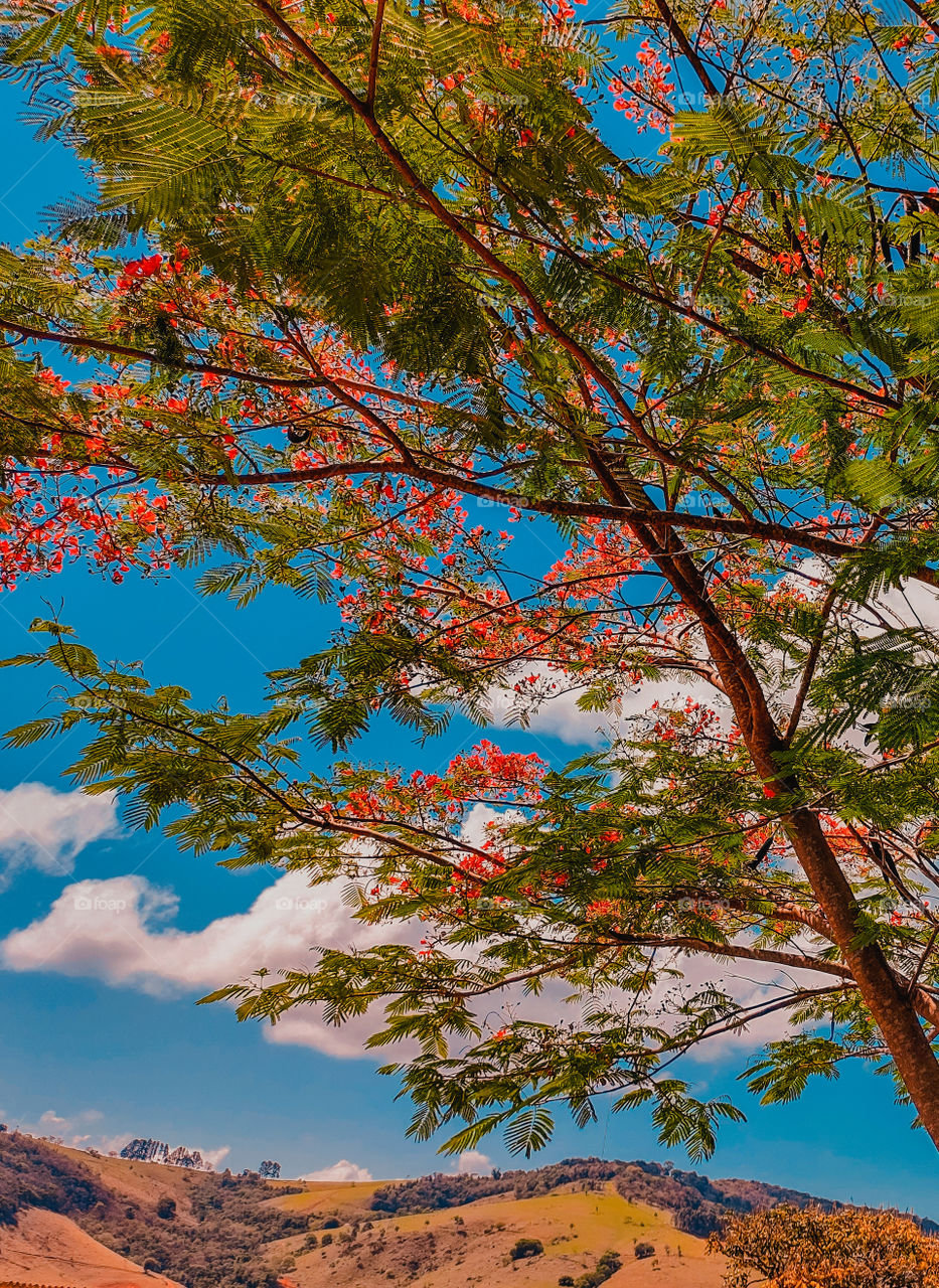 céu azul