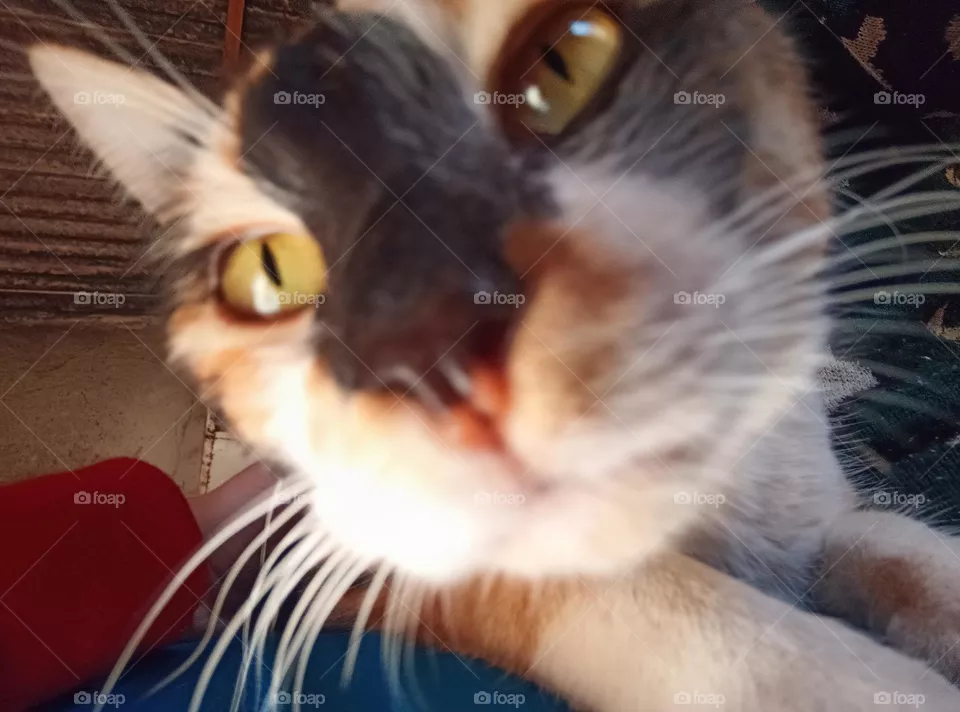 gato