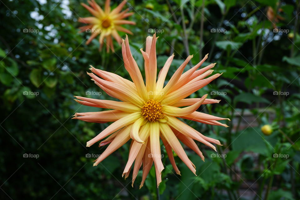 Beautiful Peach and yellow flower .. Dahlia 