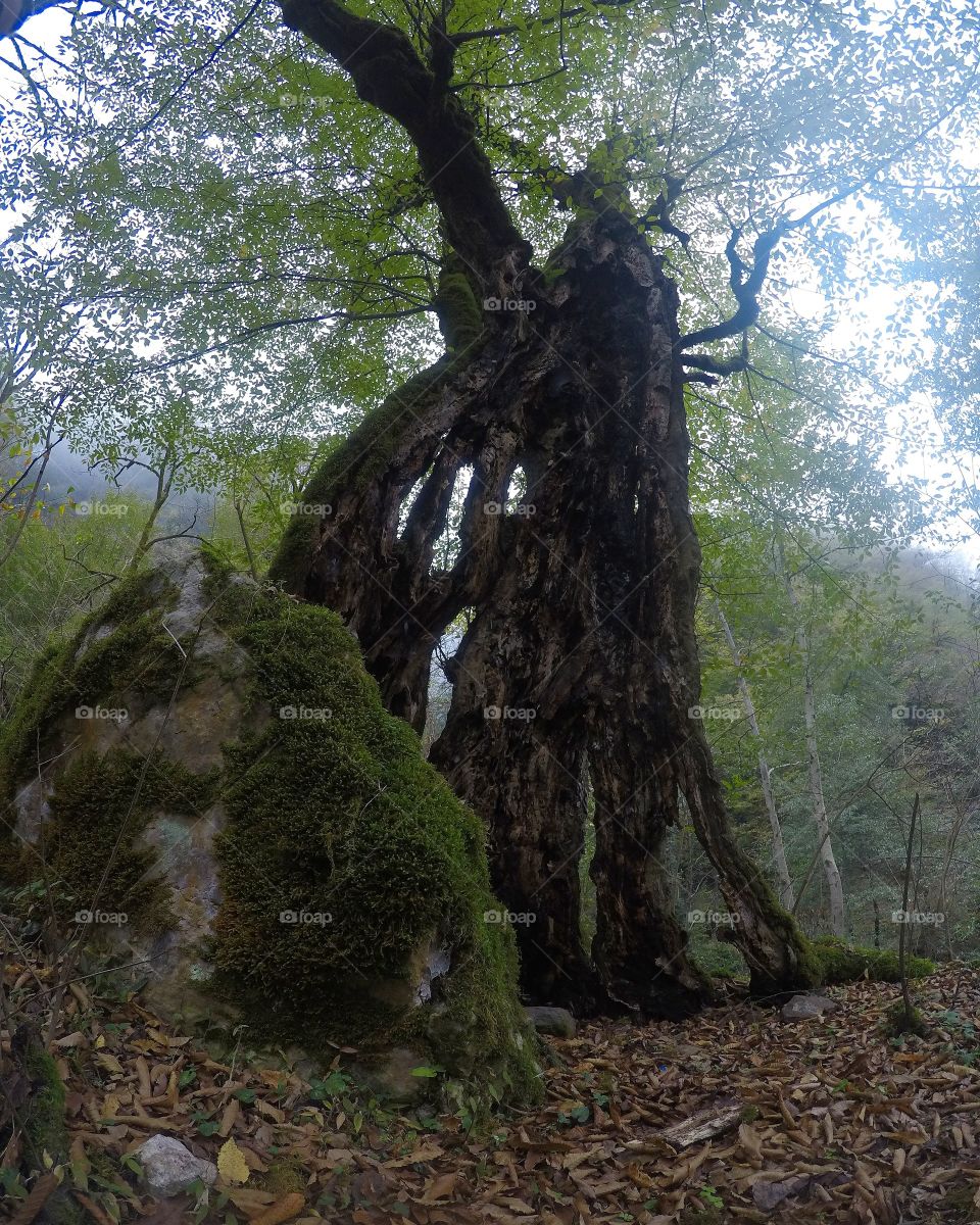 hero of trees