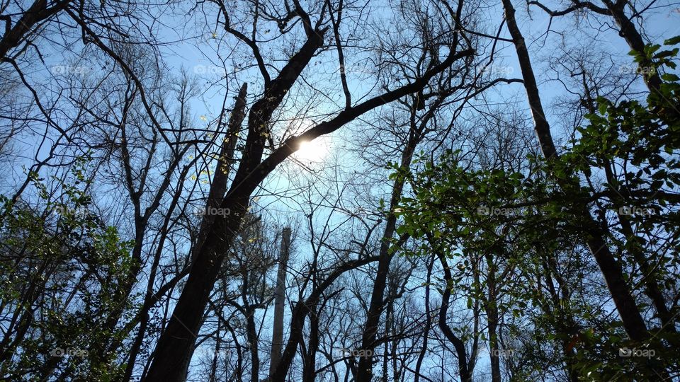 Tree, Wood, Nature, Branch, No Person