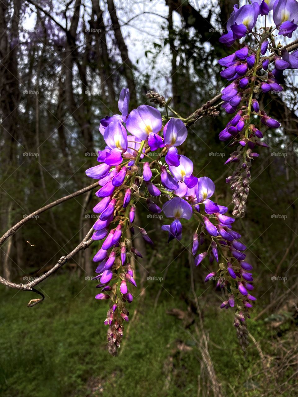 Wisteria 