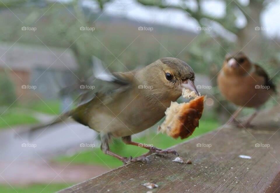 Bird eating his bread