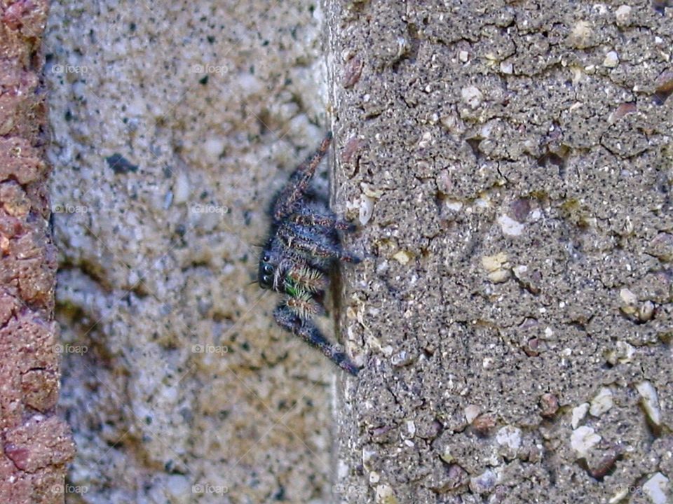 Spider on the wall