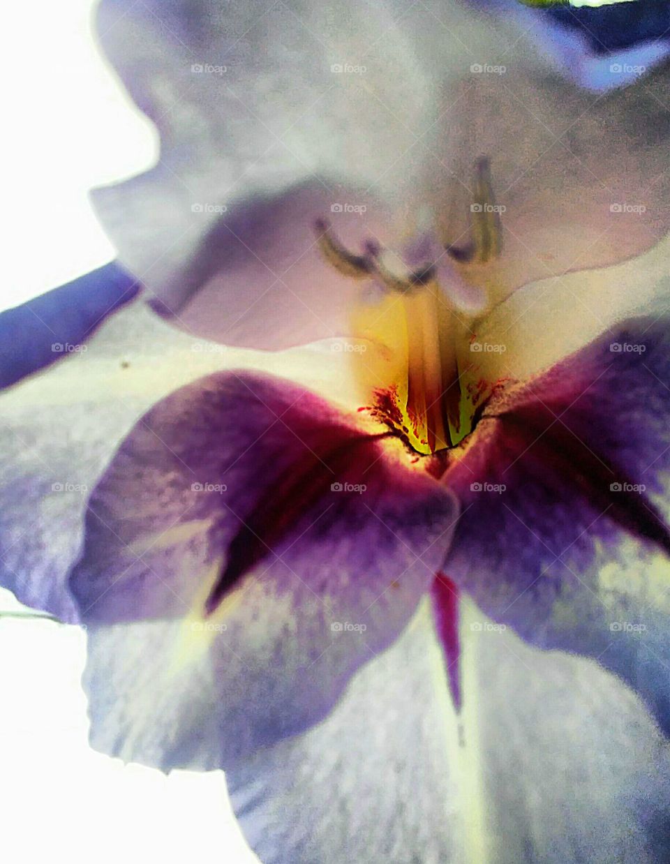The beauty of this Lily is magnified​ due to the early morning sunlight.