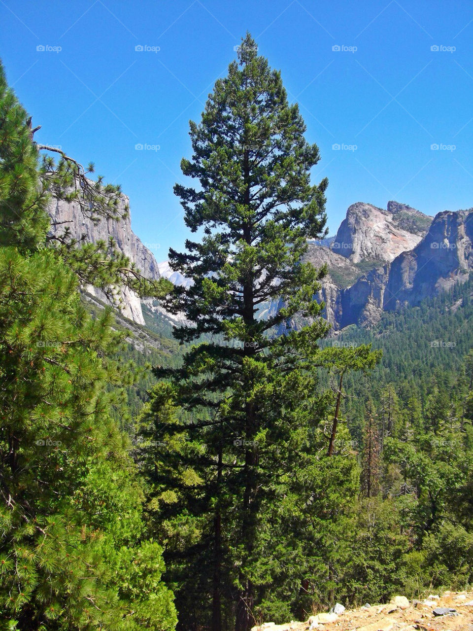 trees park usa mountains by tommygirl-uk