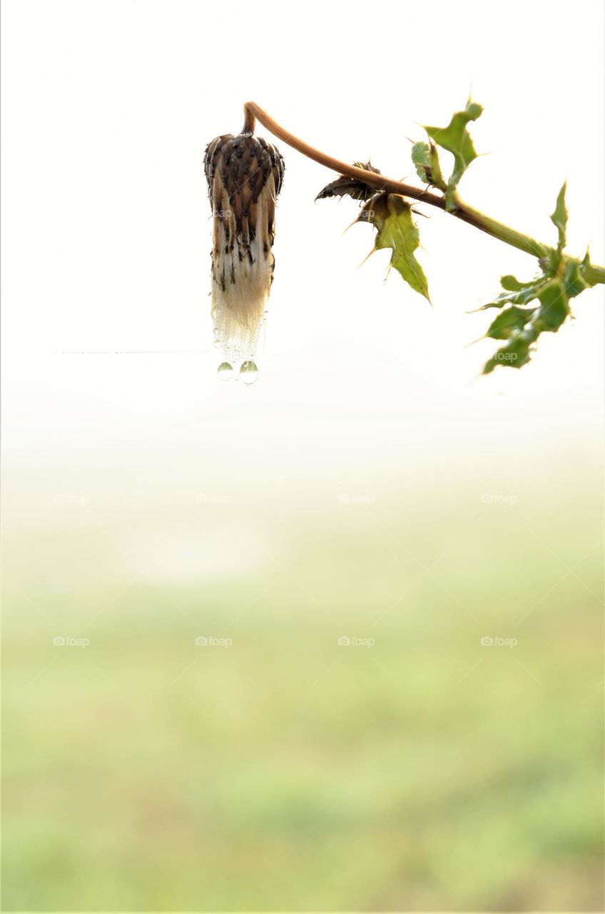 overblown flower in green field with 2 waterdrops on a branche in the fog soft colors