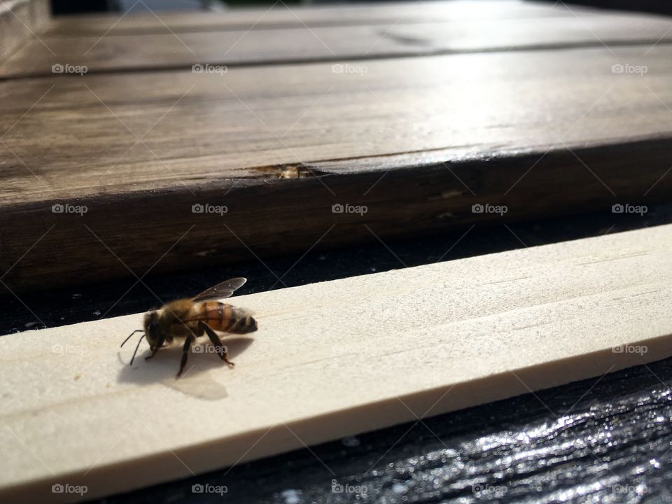 Close-up of a bee