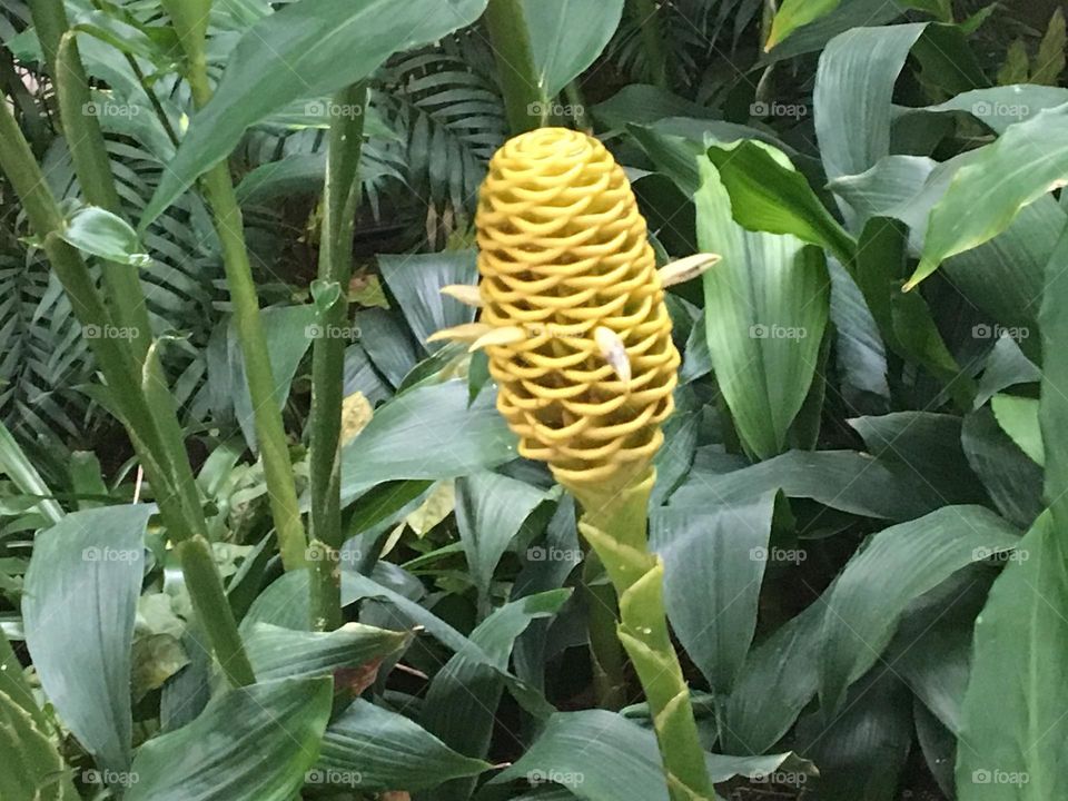 Here is a interesting yellow flower on this plant, taken with my iPhone 6, inside an atrium 