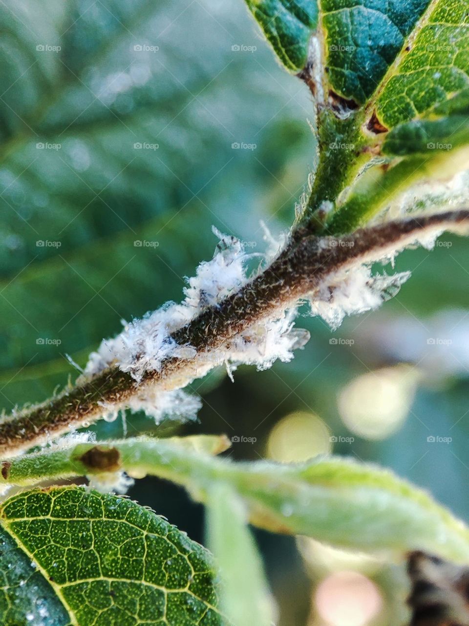 Prociphilus, Insects on a tree