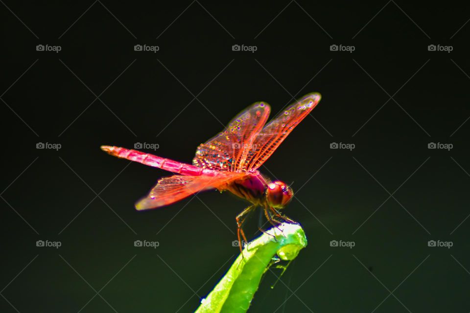 dragonfly