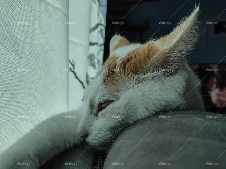 Scuttle's is feeling a lazy day for him.