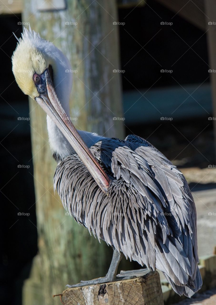 Perched pelican
