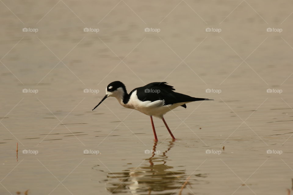 Black necked stilt 