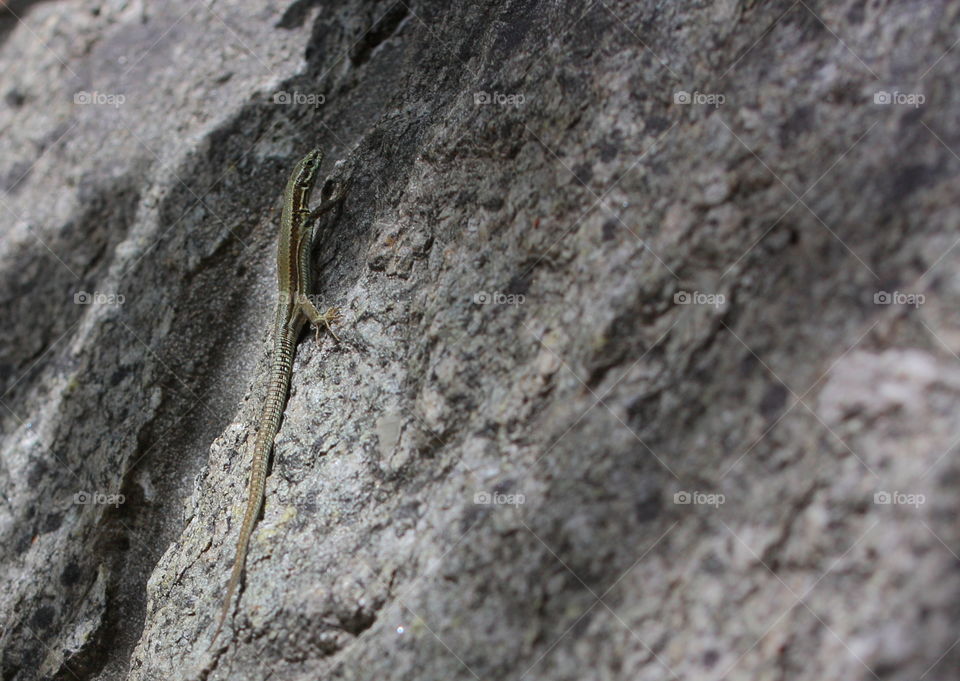 Small Green Brown Lizard