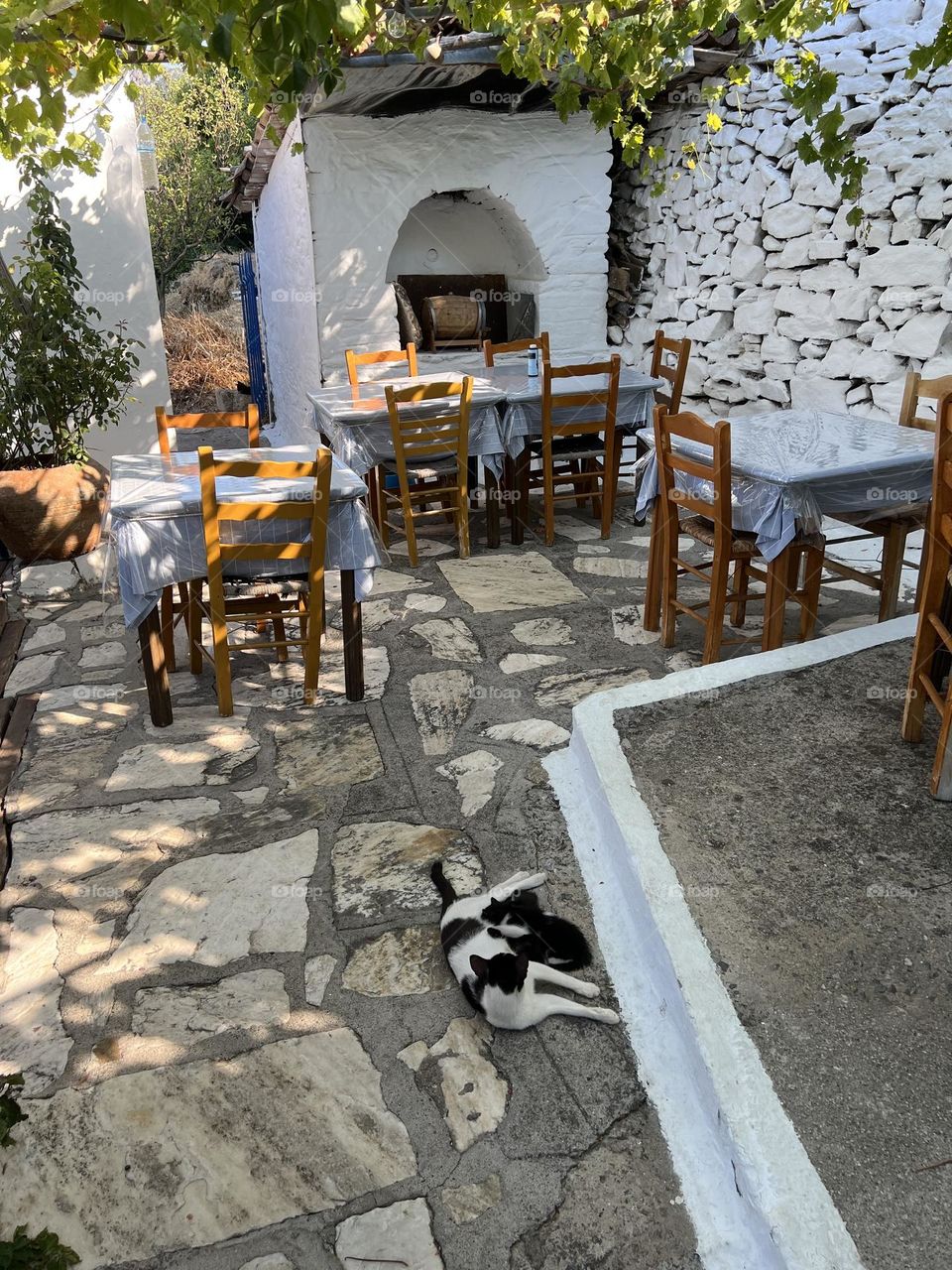 A cat feeds her babies in a yard at the top of Mount Manolates in Samos. 