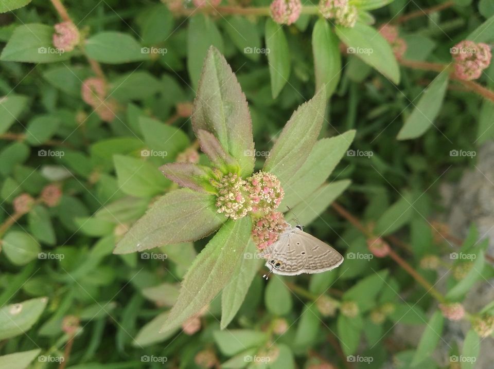 bunch of flowers seasonal fresh shurb small size looks very beautiful generally found everywhere
