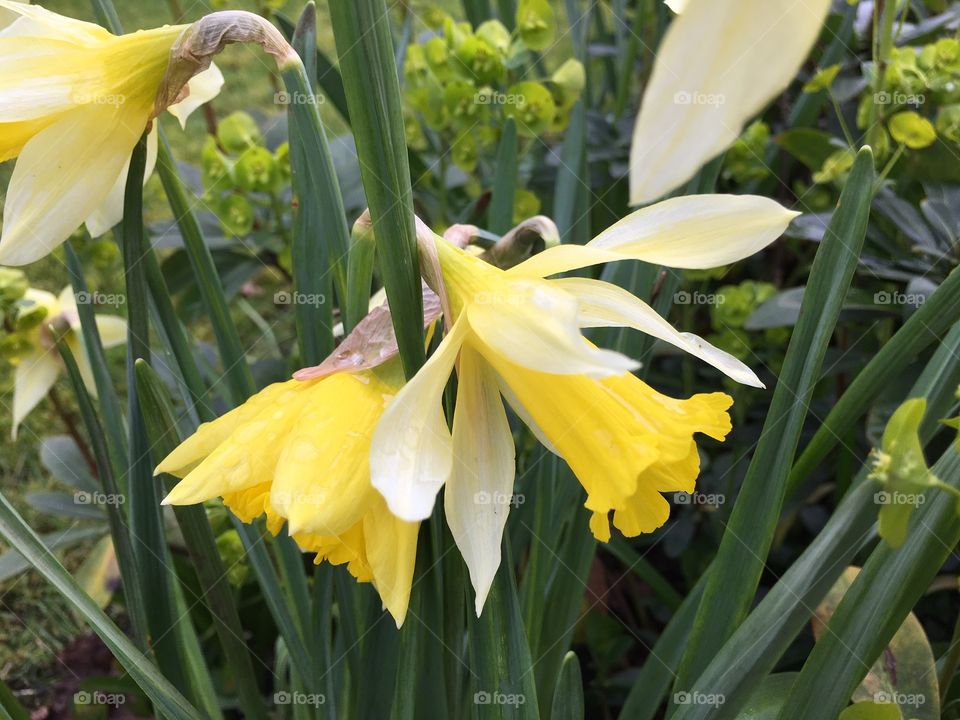 Close-up of daffodils in the garden