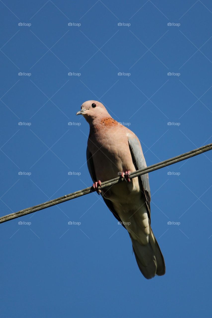 A turtle dove perched on a telephone wire