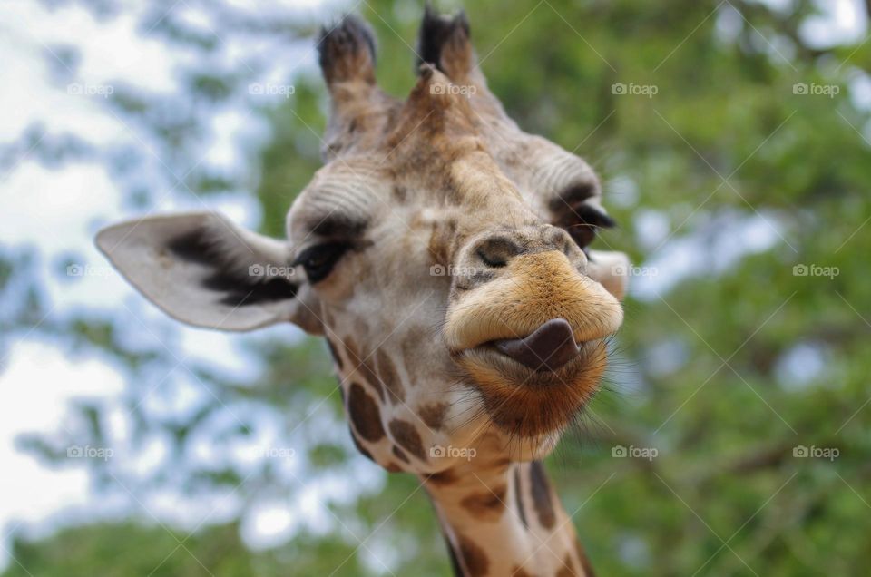 Beautiful hilarious image of Giraffe.